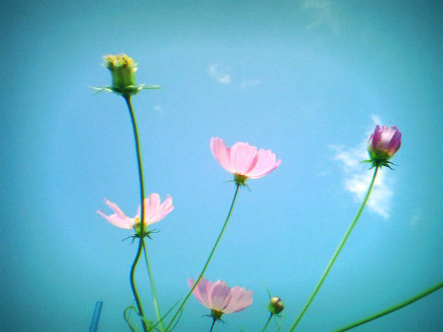 f:id:amenomorino:20140908191351j:plain f:id:amenomorino:20140908191351j:plain