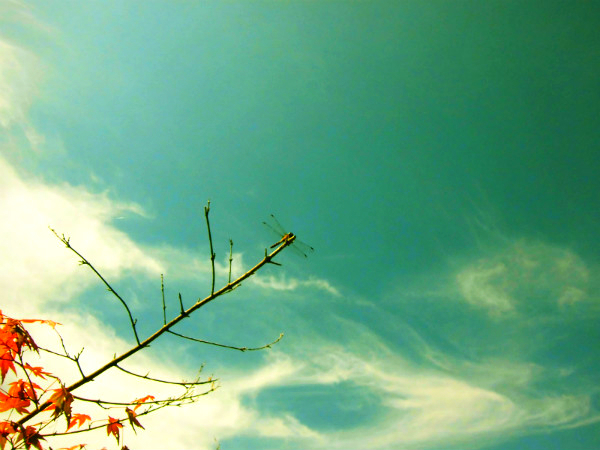 f:id:amenomorino:20140921171349j:plain f:id:amenomorino:20140921171349j:plain
