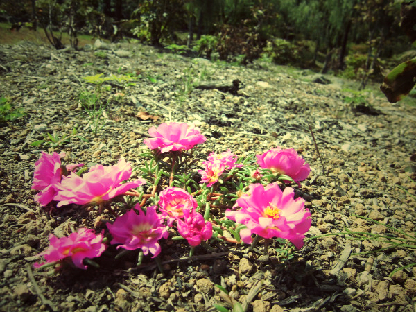 f:id:amenomorino:20140926072245j:plain f:id:amenomorino:20140926072245j:plain