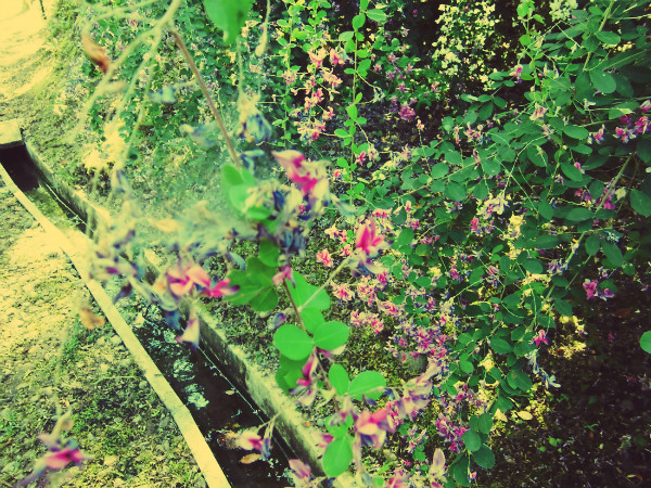 f:id:amenomorino:20140926072940j:plain f:id:amenomorino:20140926072940j:plain