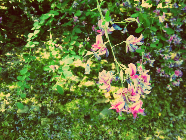 f:id:amenomorino:20140926073002j:plain f:id:amenomorino:20140926073002j:plain