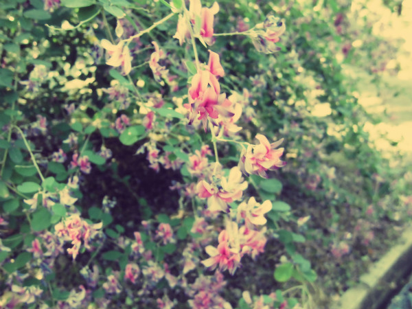f:id:amenomorino:20140926073358j:plain f:id:amenomorino:20140926073358j:plain