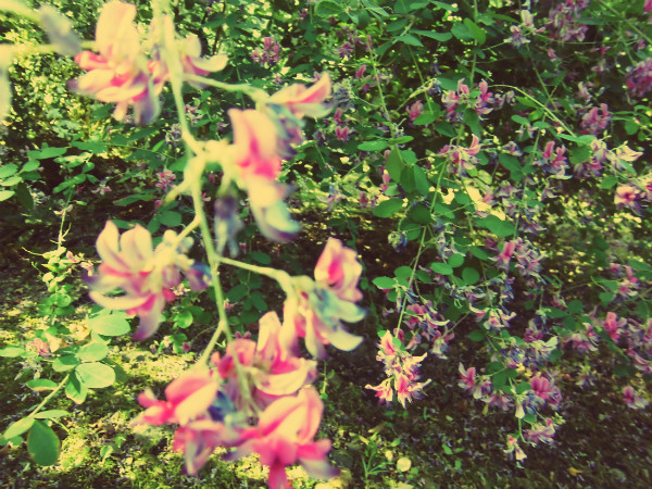 f:id:amenomorino:20140926073617j:plain f:id:amenomorino:20140926073617j:plain