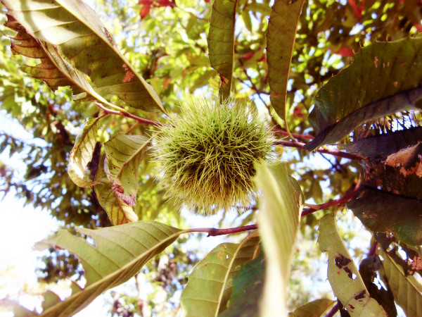f:id:amenomorino:20141001102145j:plain f:id:amenomorino:20141001102145j:plain