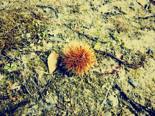 f:id:amenomorino:20141001102208j:plain f:id:amenomorino:20141001102208j:plain