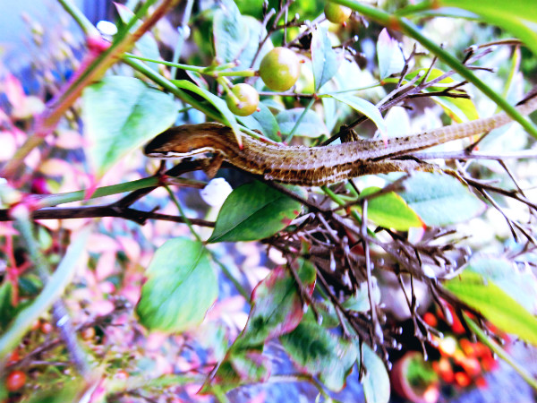 f:id:amenomorino:20141006124415j:plain f:id:amenomorino:20141006124415j:plain