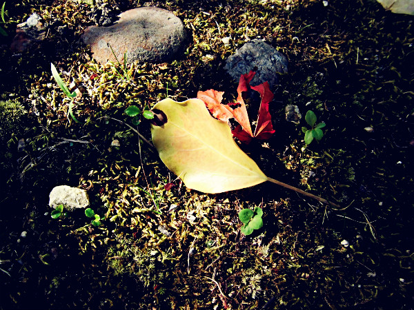 f:id:amenomorino:20141006190054j:plain f:id:amenomorino:20141006190054j:plain
