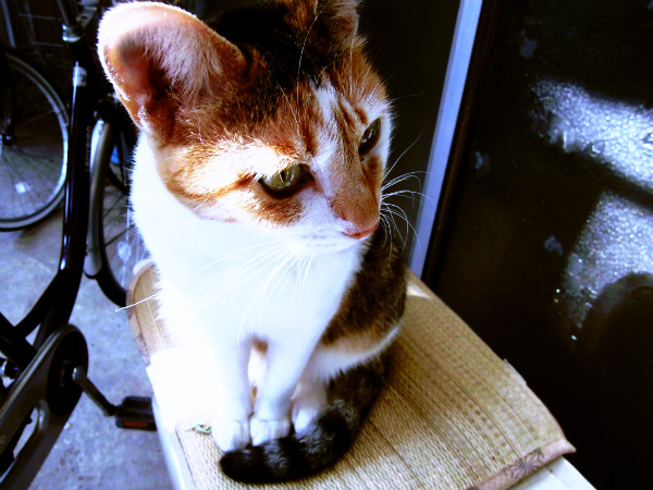 f:id:amenomorino:20141010173928j:plain f:id:amenomorino:20141010173928j:plain