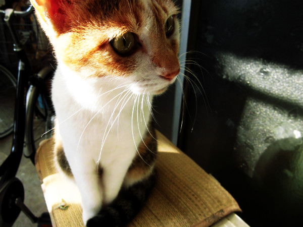 f:id:amenomorino:20141010174100j:plain f:id:amenomorino:20141010174100j:plain