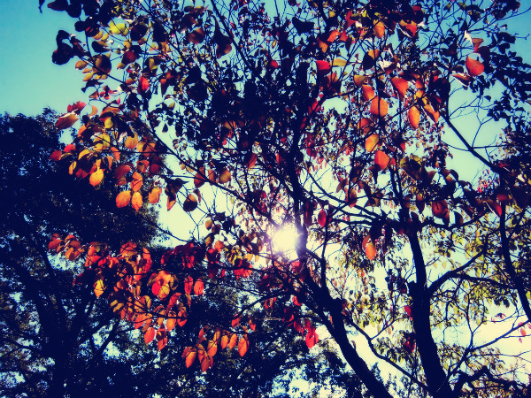 f:id:amenomorino:20141014080304j:plain f:id:amenomorino:20141014080304j:plain