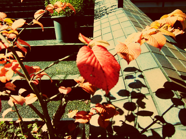 f:id:amenomorino:20141018191023j:plain f:id:amenomorino:20141018191023j:plain