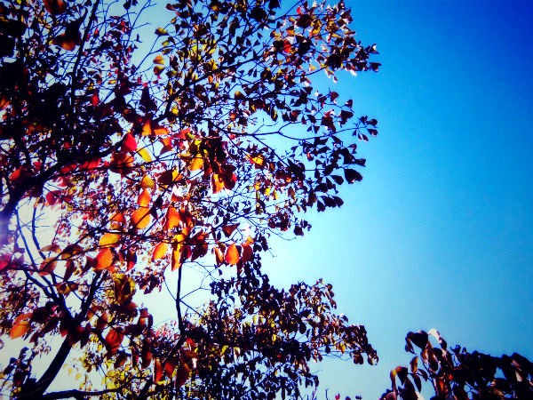 f:id:amenomorino:20141018191115j:plain f:id:amenomorino:20141018191115j:plain