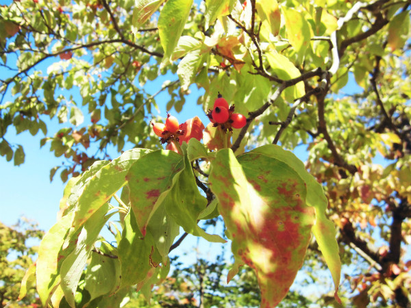 f:id:amenomorino:20141018191614j:plain f:id:amenomorino:20141018191614j:plain