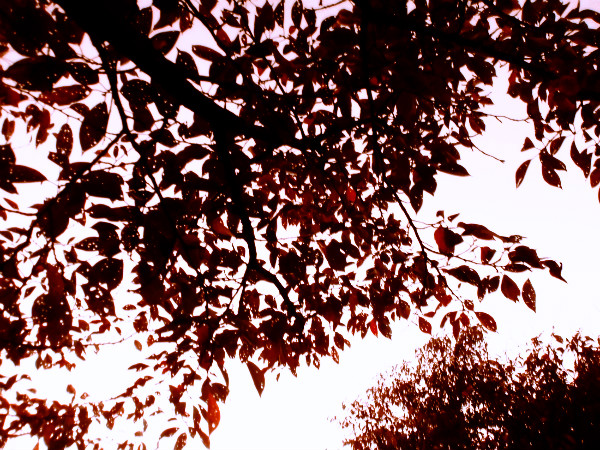 f:id:amenomorino:20141020071232j:plain f:id:amenomorino:20141020071232j:plain
