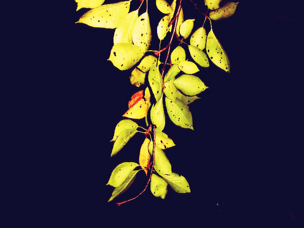 f:id:amenomorino:20141020071306j:plain f:id:amenomorino:20141020071306j:plain