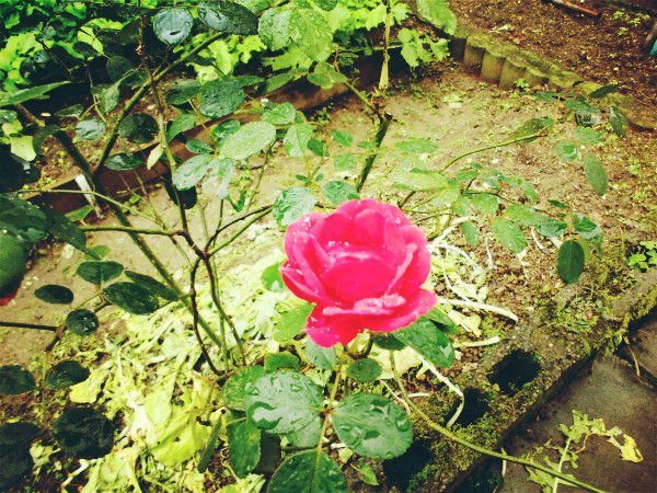f:id:amenomorino:20141022064736j:plain f:id:amenomorino:20141022064736j:plain