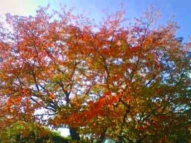 f:id:amenomorino:20141023174255j:plain f:id:amenomorino:20141023174255j:plain