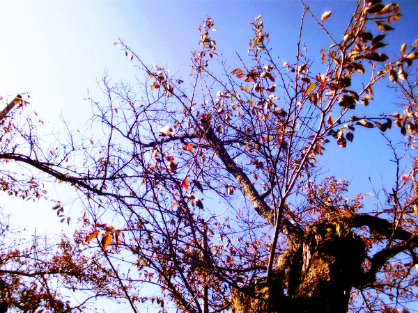f:id:amenomorino:20141027062444j:plain f:id:amenomorino:20141027062444j:plain