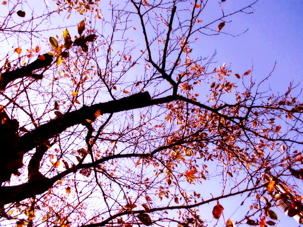 f:id:amenomorino:20141027062520j:plain f:id:amenomorino:20141027062520j:plain