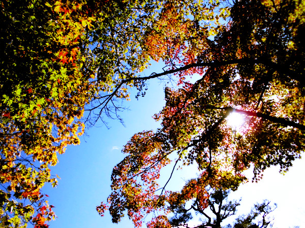 f:id:amenomorino:20141027063236j:plain f:id:amenomorino:20141027063236j:plain