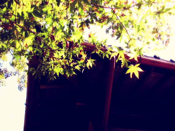 f:id:amenomorino:20141027063643j:plain f:id:amenomorino:20141027063643j:plain