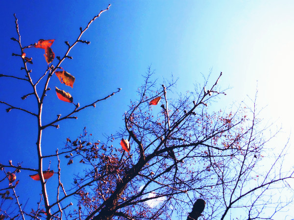 f:id:amenomorino:20141028080741j:plain f:id:amenomorino:20141028080741j:plain