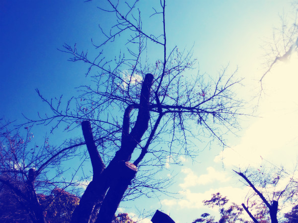 f:id:amenomorino:20141029062035j:plain f:id:amenomorino:20141029062035j:plain