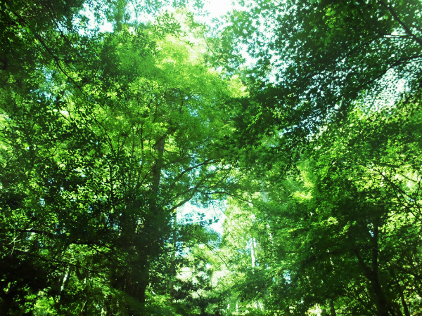 f:id:amenomorino:20141030175941j:plain f:id:amenomorino:20141030175941j:plain