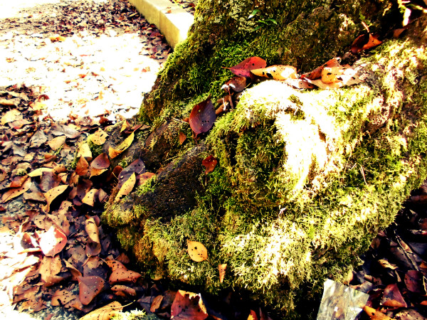 f:id:amenomorino:20141030180550j:plain f:id:amenomorino:20141030180550j:plain