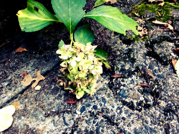f:id:amenomorino:20141030180927j:plain f:id:amenomorino:20141030180927j:plain