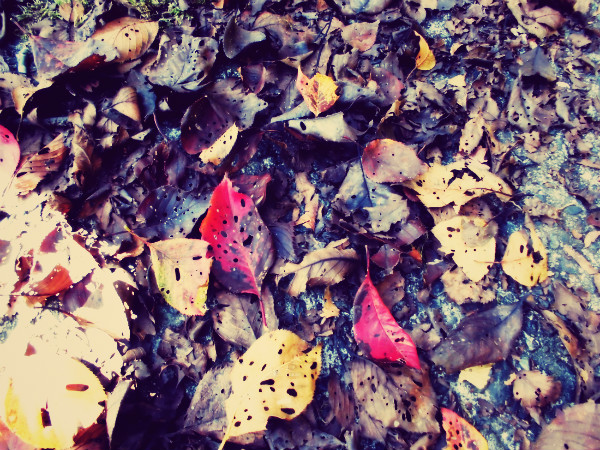 f:id:amenomorino:20141030181033j:plain f:id:amenomorino:20141030181033j:plain