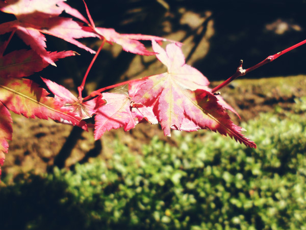 f:id:amenomorino:20141030181834j:plain f:id:amenomorino:20141030181834j:plain