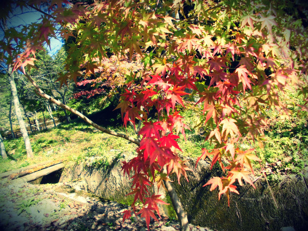 f:id:amenomorino:20141030181923j:plain f:id:amenomorino:20141030181923j:plain