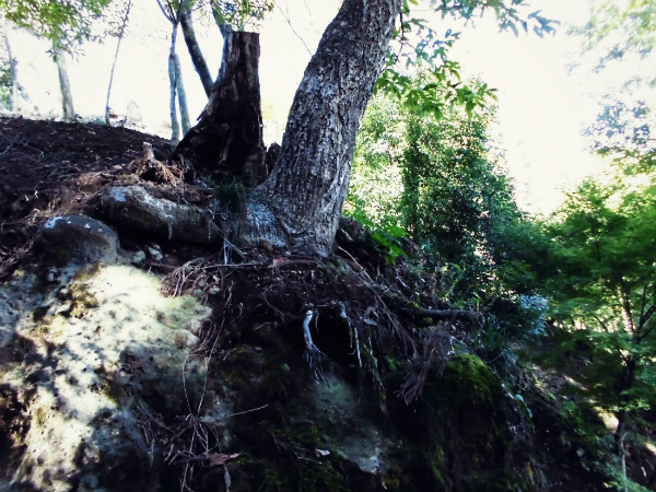 f:id:amenomorino:20141031202216j:plain f:id:amenomorino:20141031202216j:plain
