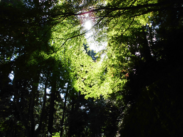 f:id:amenomorino:20141031202307j:plain f:id:amenomorino:20141031202307j:plain