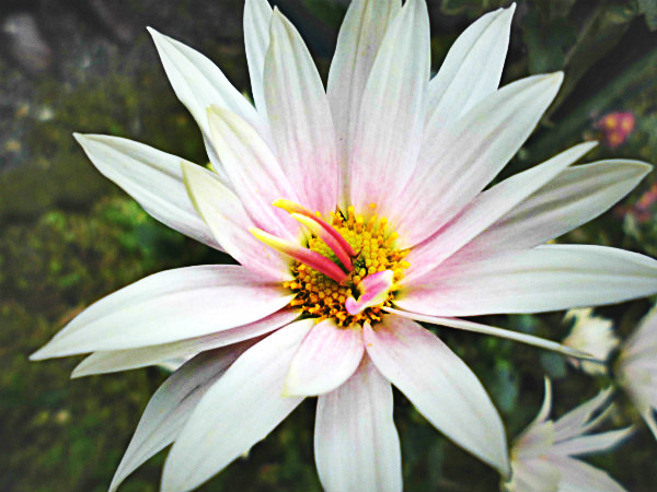 f:id:amenomorino:20141112111256j:plain f:id:amenomorino:20141112111256j:plain