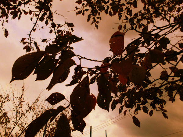 f:id:amenomorino:20141115103200j:plain f:id:amenomorino:20141115103200j:plain