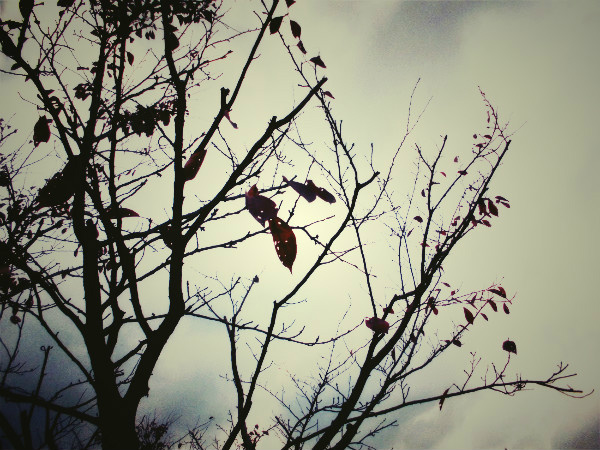 f:id:amenomorino:20141115103519j:plain f:id:amenomorino:20141115103519j:plain