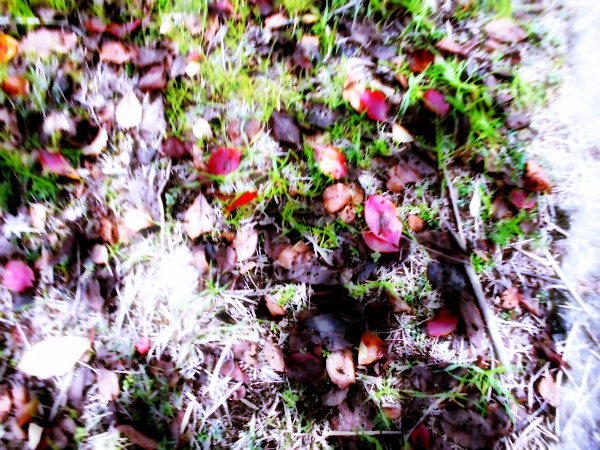 f:id:amenomorino:20141115103621j:plain f:id:amenomorino:20141115103621j:plain