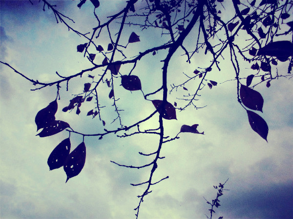 f:id:amenomorino:20141115104411j:plain f:id:amenomorino:20141115104411j:plain