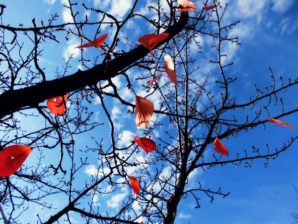 f:id:amenomorino:20141117064106j:plain f:id:amenomorino:20141117064106j:plain