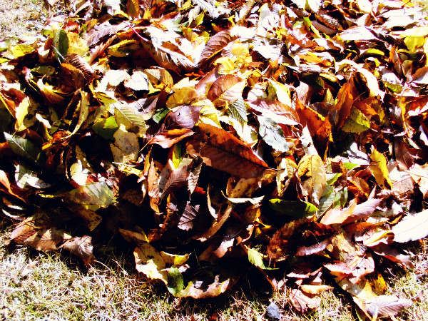 f:id:amenomorino:20141117124751j:plain f:id:amenomorino:20141117124751j:plain