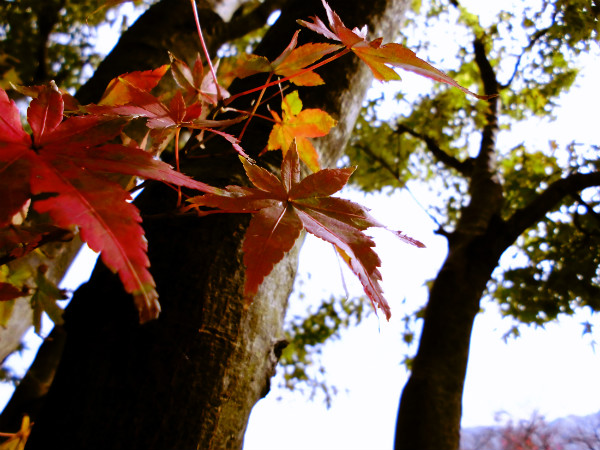 f:id:amenomorino:20141117125047j:plain f:id:amenomorino:20141117125047j:plain