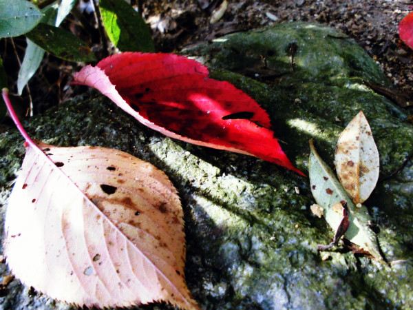 f:id:amenomorino:20141117125107j:plain f:id:amenomorino:20141117125107j:plain
