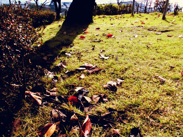 f:id:amenomorino:20141117125235j:plain f:id:amenomorino:20141117125235j:plain