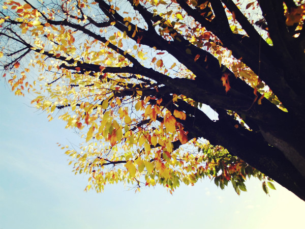 f:id:amenomorino:20141117125240j:plain f:id:amenomorino:20141117125240j:plain