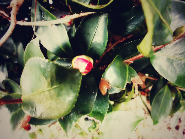 f:id:amenomorino:20141117185732j:plain f:id:amenomorino:20141117185732j:plain