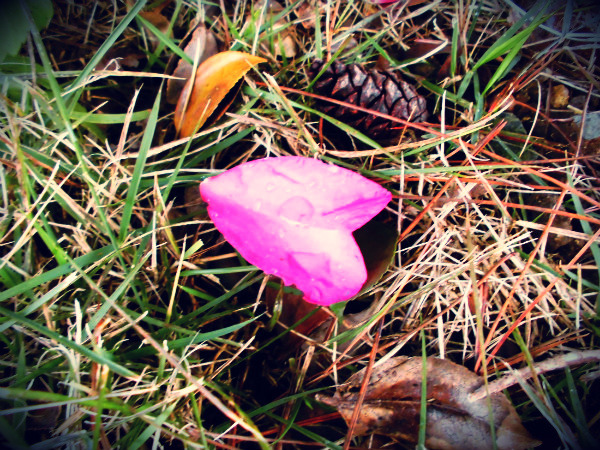 f:id:amenomorino:20141117190934j:plain f:id:amenomorino:20141117190934j:plain