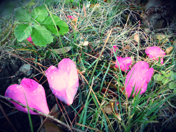 f:id:amenomorino:20141118071211j:plain f:id:amenomorino:20141118071211j:plain
