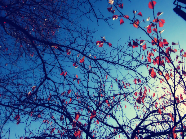 f:id:amenomorino:20141121210152j:plain f:id:amenomorino:20141121210152j:plain